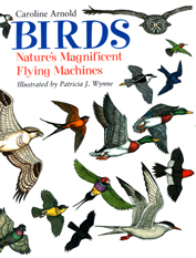Birds cover