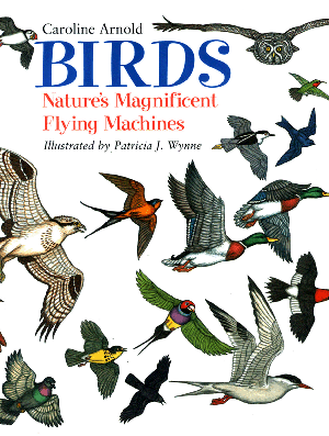 Birds Nature's Magnificent Flying Machines