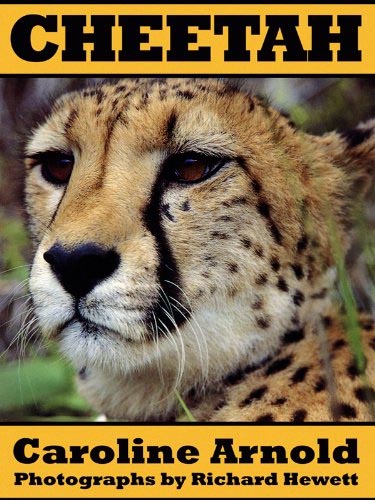 Cheetah