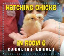 Hatching Chicks cover