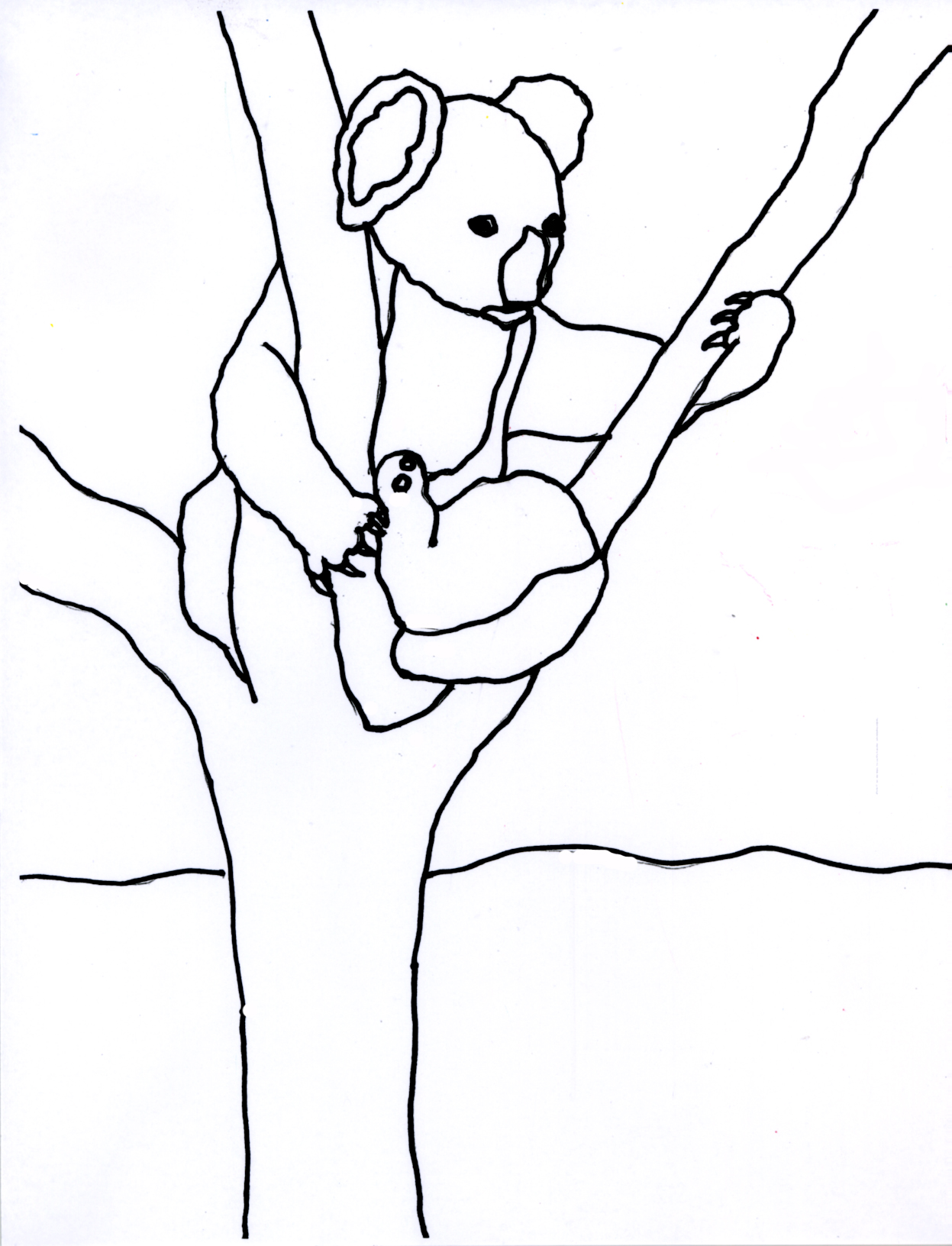 A Koala's World