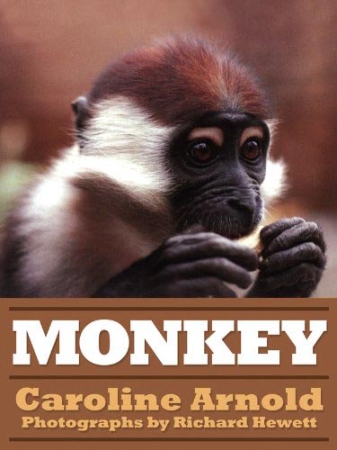 monkey
