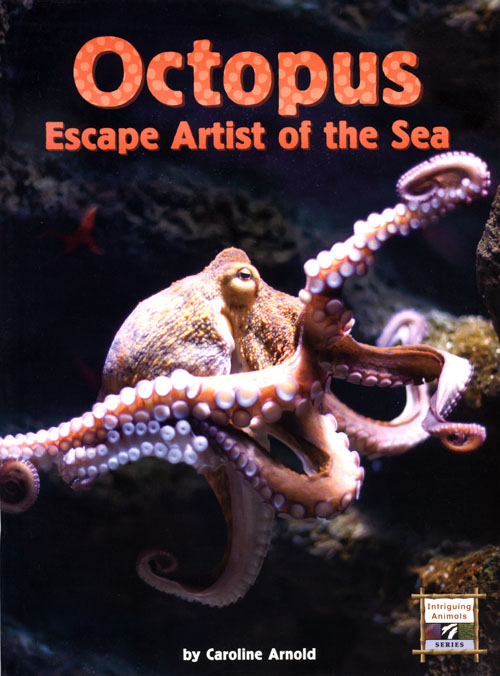 Octopus, Escape Artist of the Sea