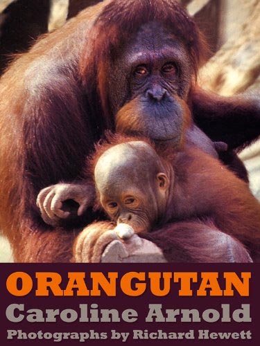 Orangutan