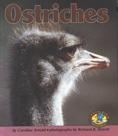 Ostriches
