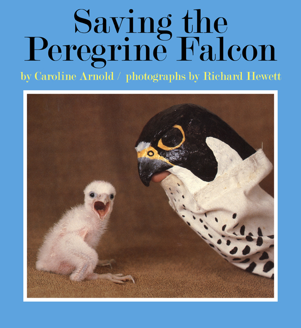 Peregrine Falcon