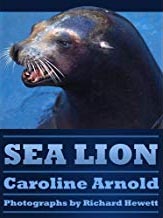 Sea Lion