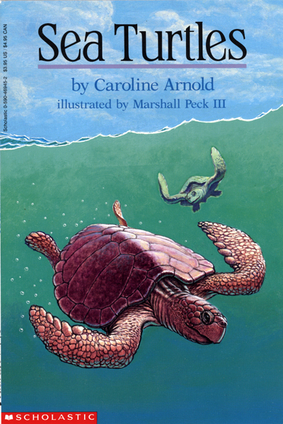 Sea Turtles