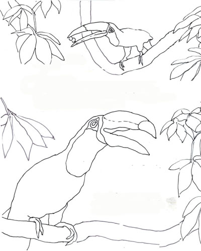 Toucan Coloring Page