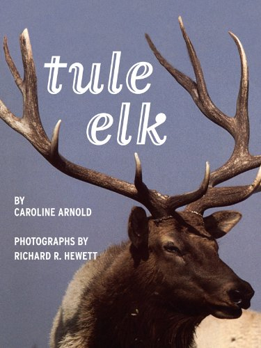 Tule Elk